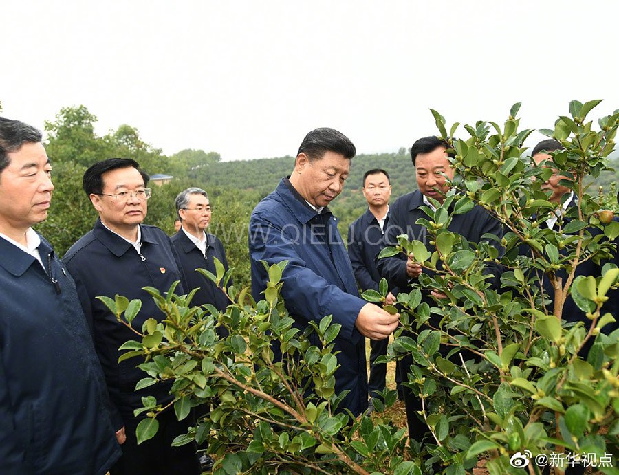 光山油茶籽榨油設(shè)備，山茶籽油榨油機(jī)廠家(圖1)